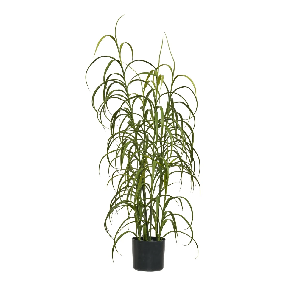 Grass Biljka - Biljka, zelena H:68 cm