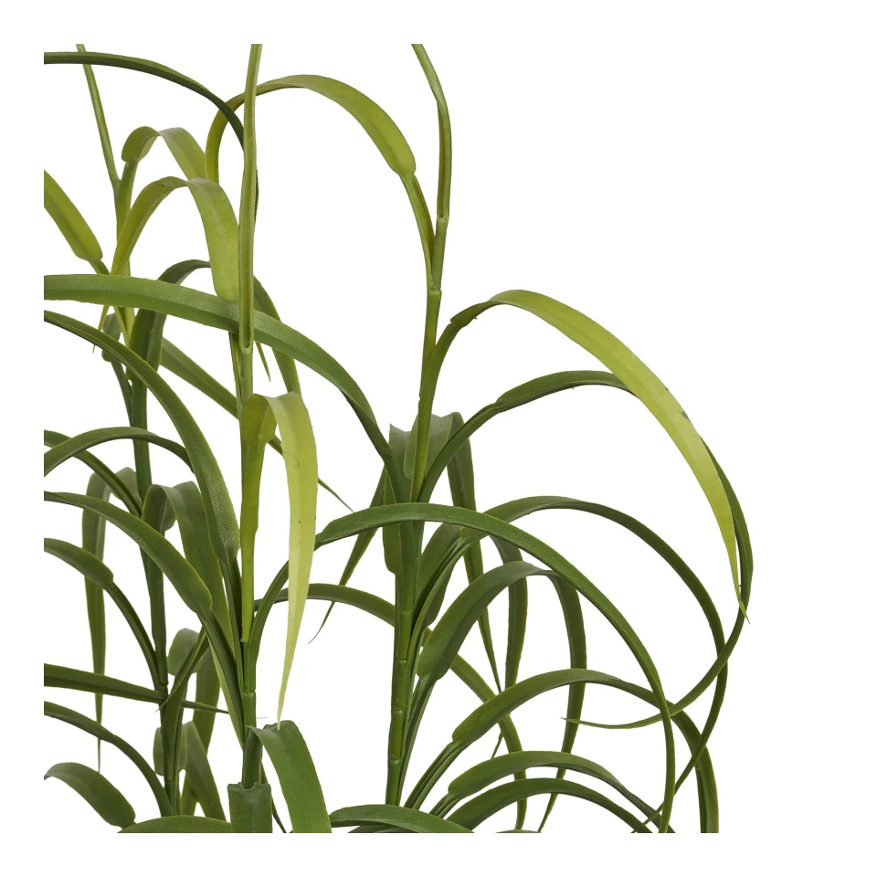 Grass Biljka - Biljka, zelena H:68 cm